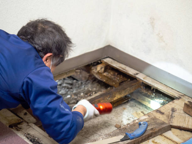 Best Certified Mold Removal  in Foscoe, NC