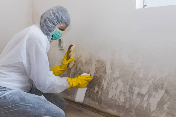 Best Mold Testing  in Foscoe, NC