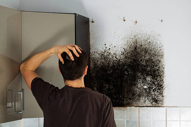 Best Local Mold Removal Service  in Foscoe, NC